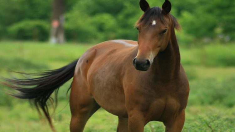 Cavallo (Foto dal web)