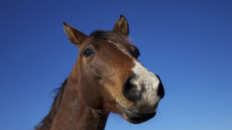 Cavallo (foto dal web)