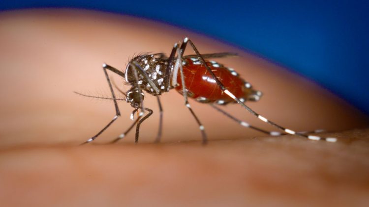 Febbre Dengue (foto dal web)
