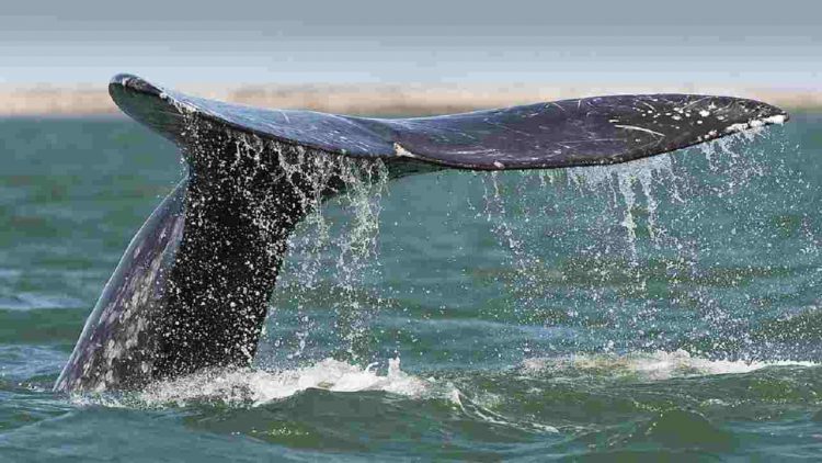 Balene grigie