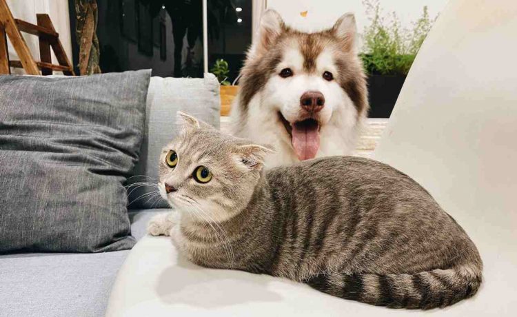 Cane e gatto in casa
