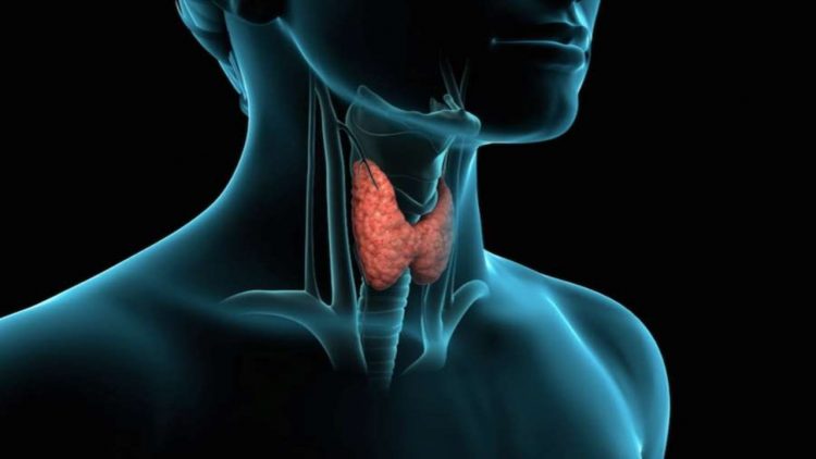 Bonus tiroide (foto dal web)