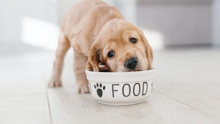 Alimenti vietati ai cani (foto dal web)