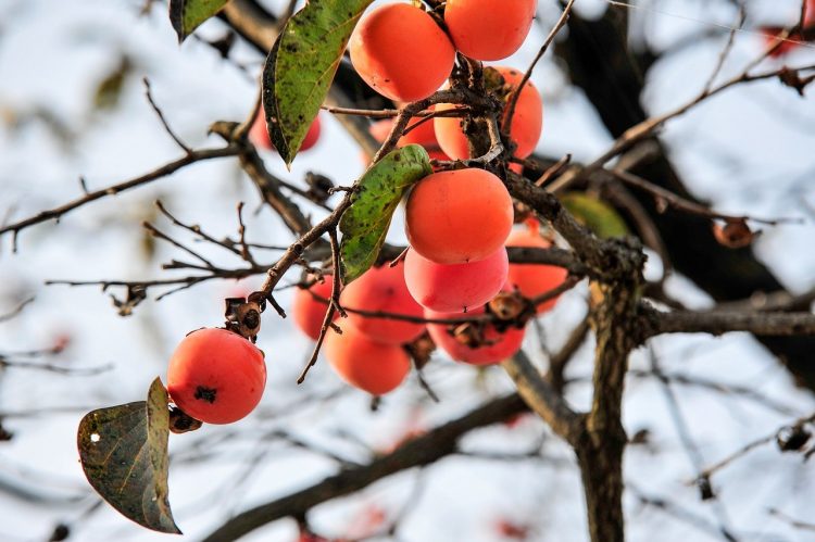 frutti ottobrini benessere (pixabay)