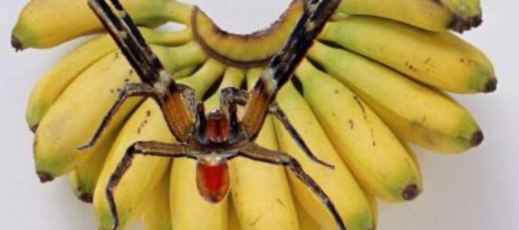 ragno delle banane vagabondo brasiliano morso erezione uccide