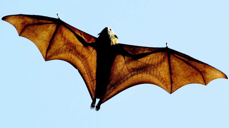 pipistrelli