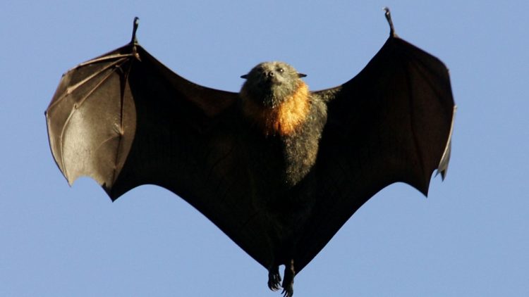 pipistrello pangolino