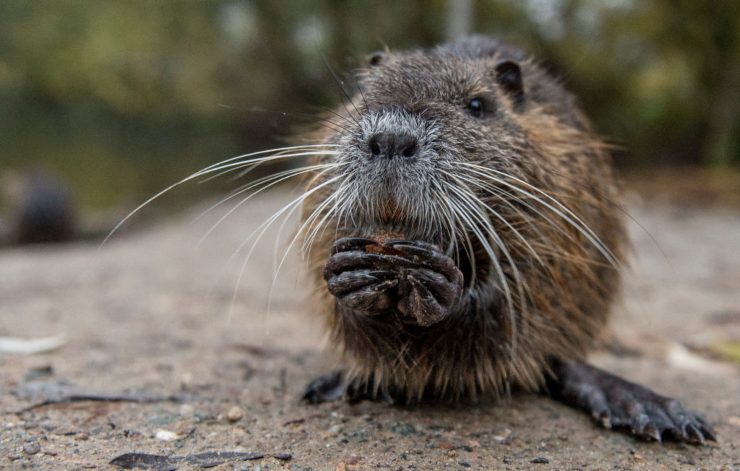 Nutria (GettyImages)