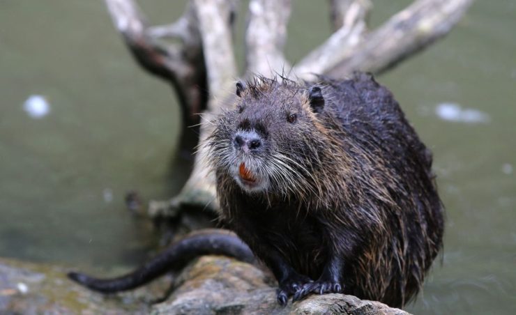 Nutria (GettyImages)