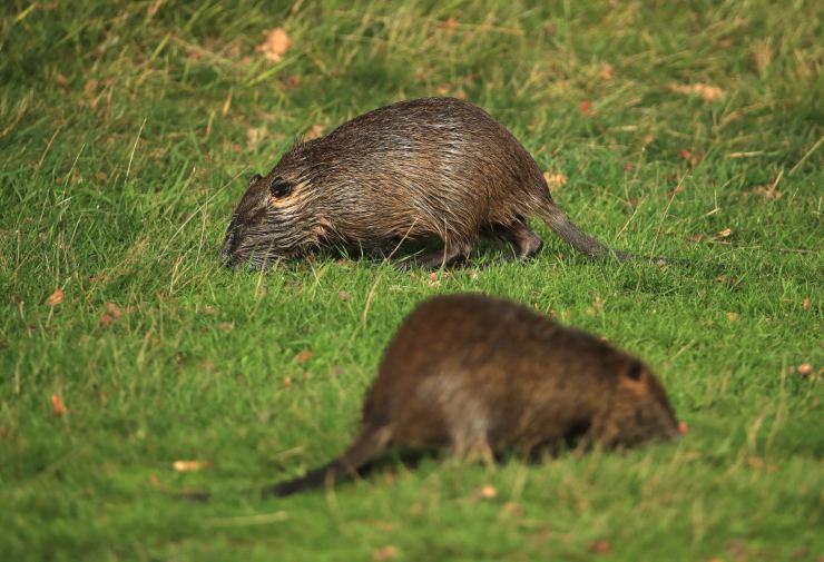 Nutrie (GettyImages)