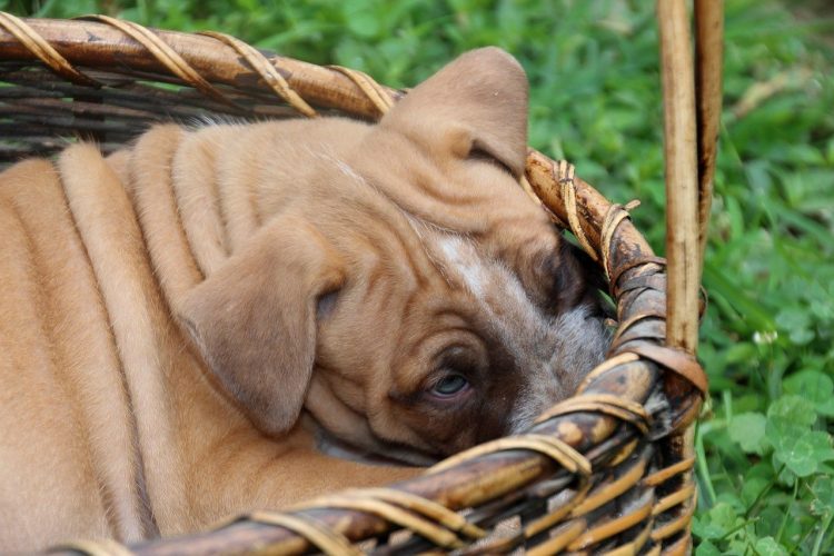 Meglio evitare di accarezzare i cani di altri. Lo dice la Fda.