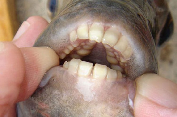 pesce con denti umani