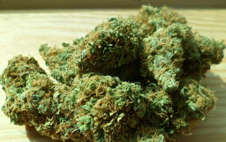 La legalizzazione della cannabis per agevolare la ripresa post pandemia