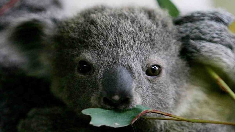 Koala