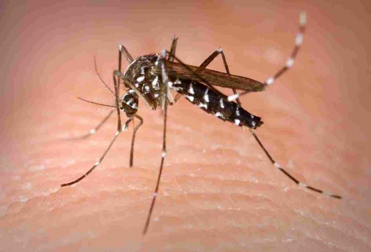 zanzare covid 19