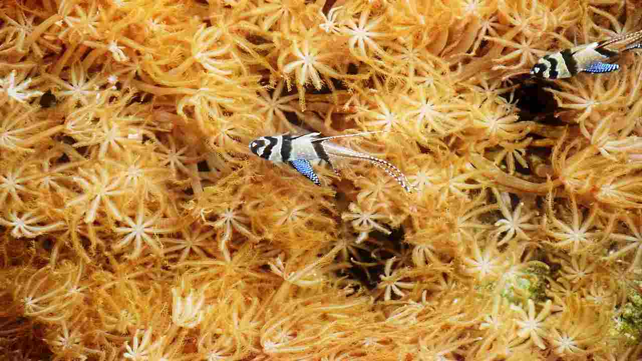 Mar Mediterraneo Cinque Specie Sarebbero A Rischio Di Estinzione FOTO