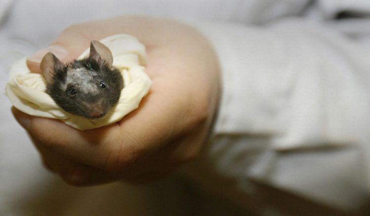 Porta i topi in hotel per non pagare (Getty Images)