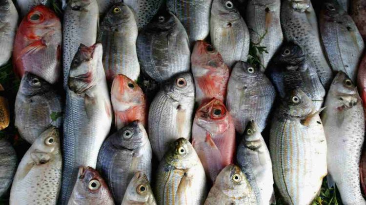 Olio di pesce come antidepressivo (Getty Images)