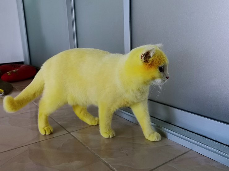 Gatto giallo Pikachu foto