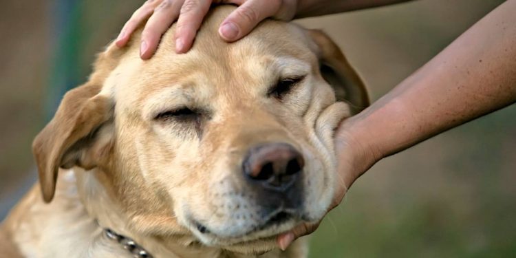 Giornata Internazionale del Cane