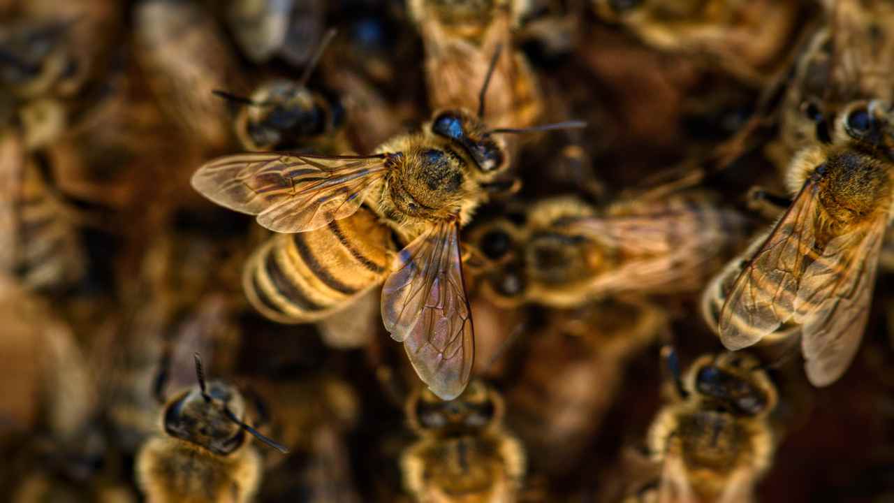 Quanto è Lungo Il Pungiglione Di Un Ape
