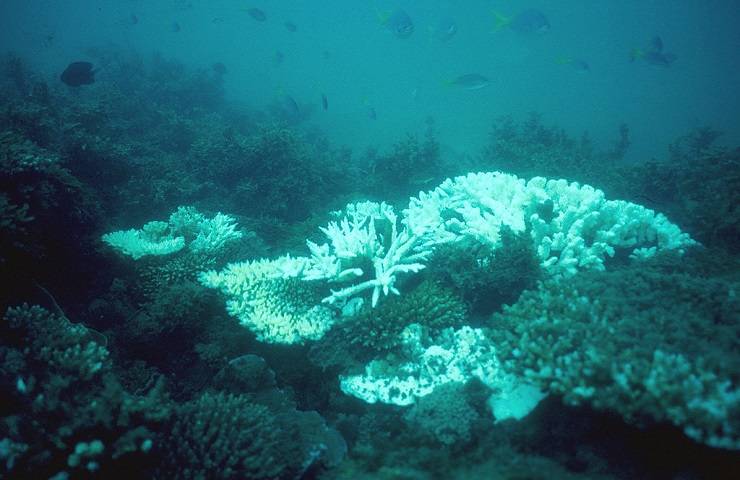 Barriera corallina Australia