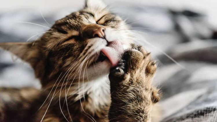 Baciare il gatto (foto dal web)