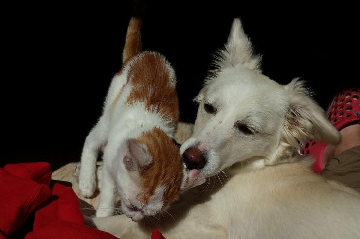 Cane e gatto covid