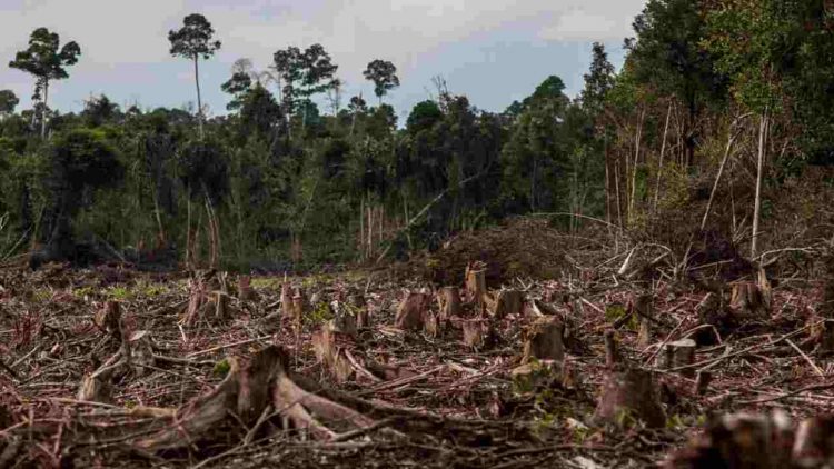 Deforestazione consumi WWF