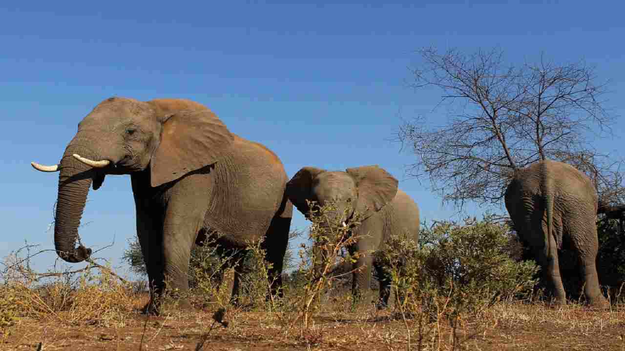 Elefanti Costa d'Avorio Deforestazione