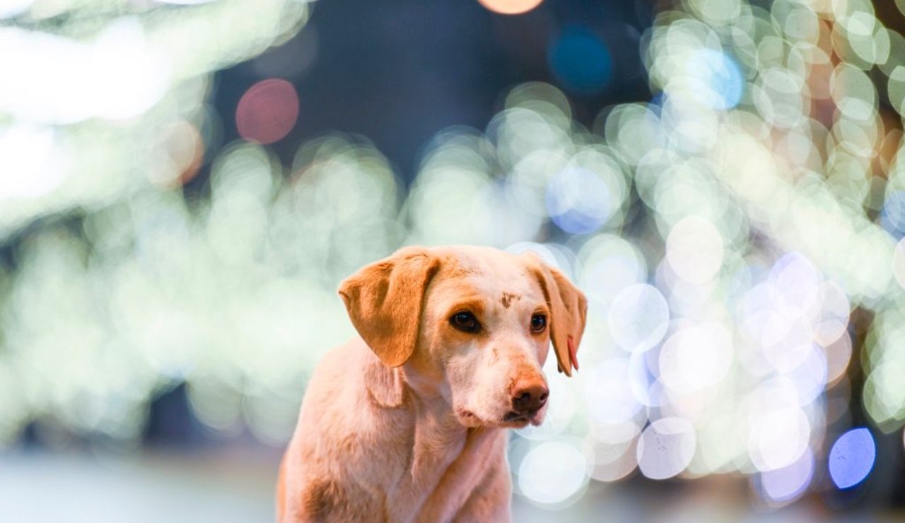 Perché il cane gira su sé stesso prima di sdraiarsi i motivi