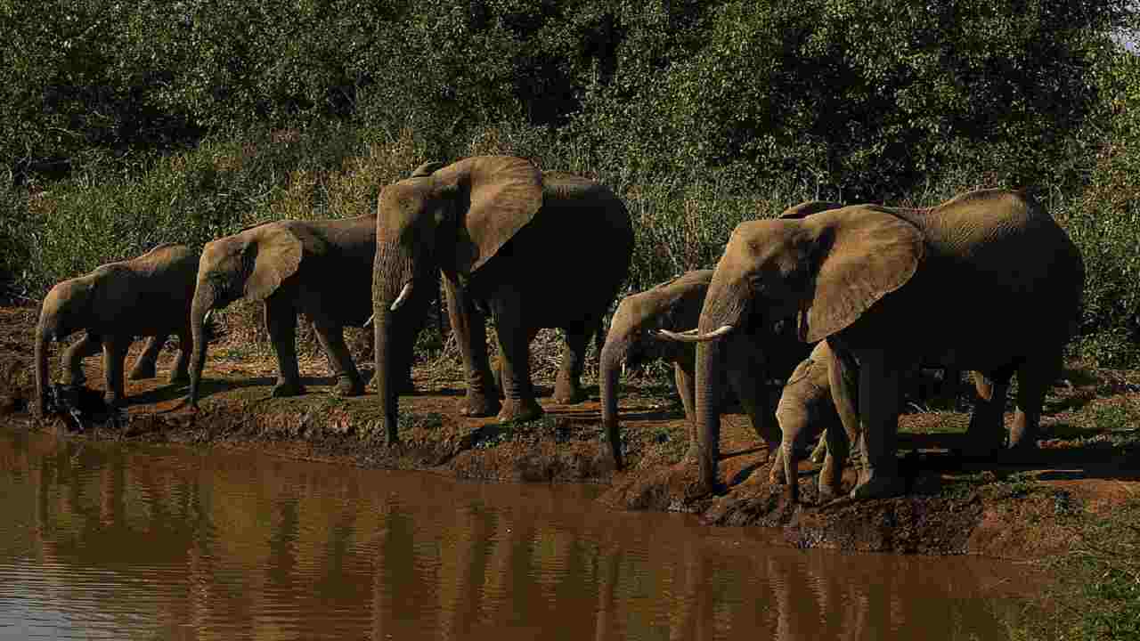 Elefanti asta Namibia
