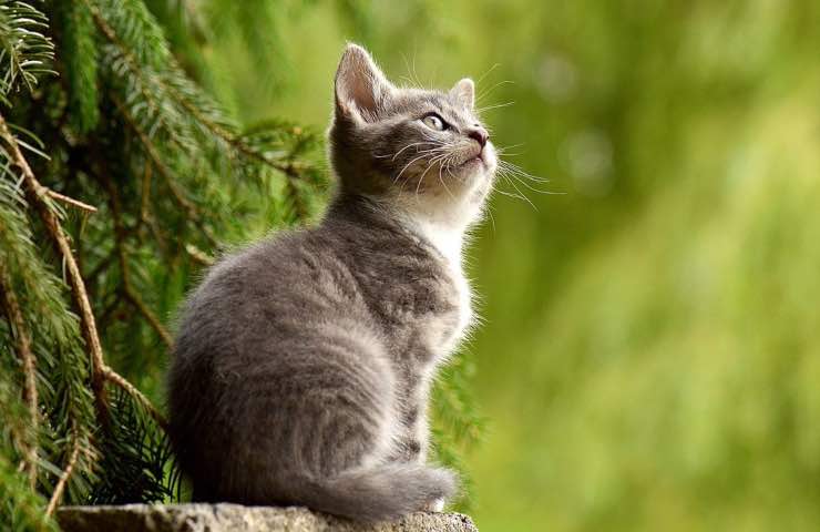 gatto casa odori pericolo