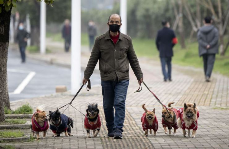 Padrone a passeggio con cani