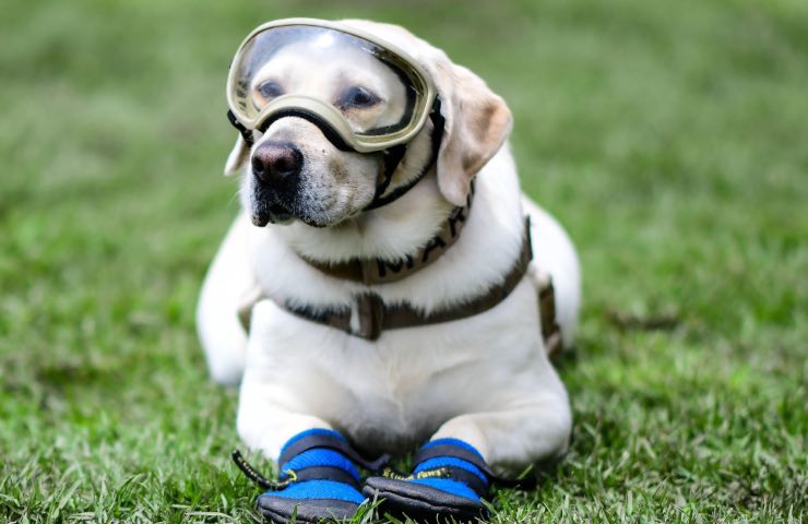 Cane pancia giù veri motivi