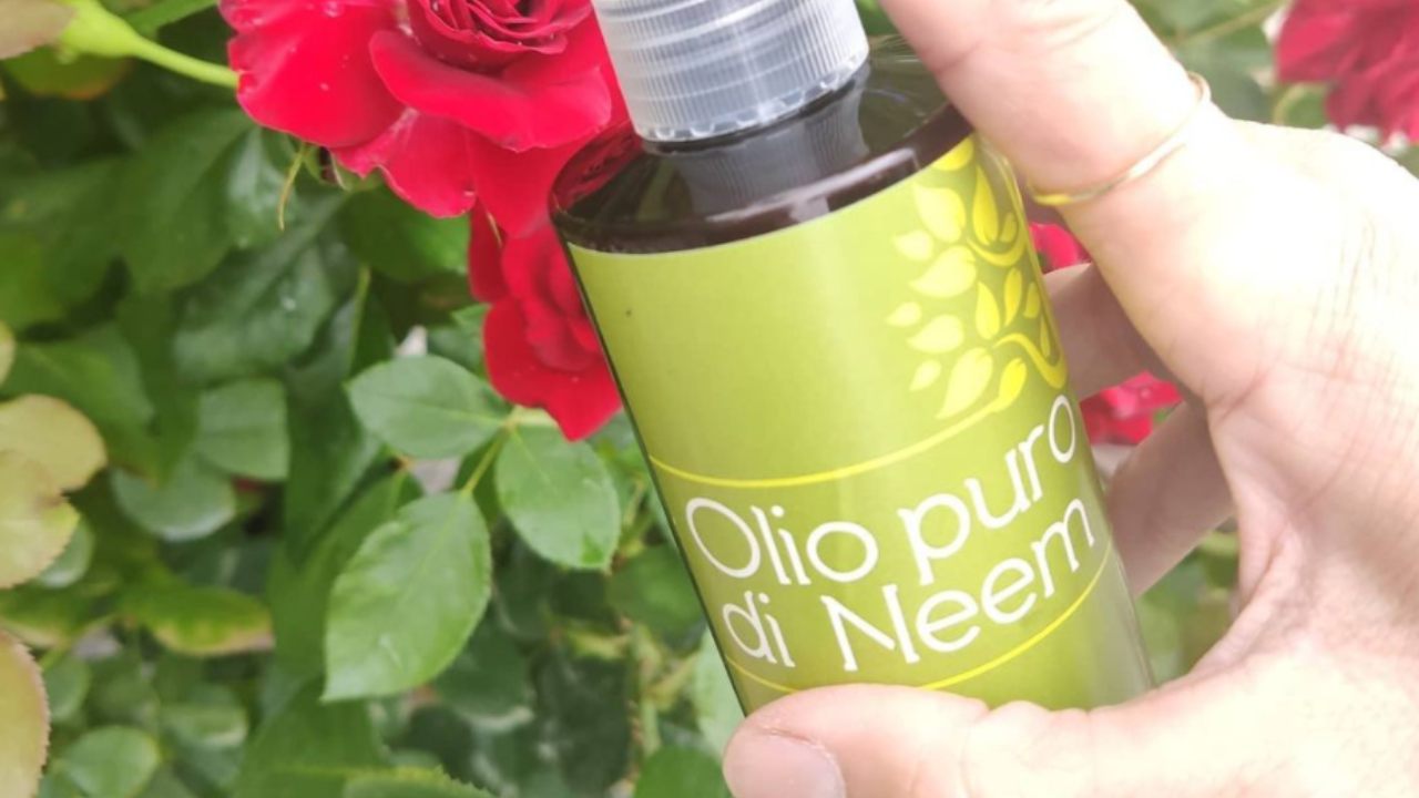 Olio di Neem, proprietà e benefici di un potente alleato per la nostra bellezza