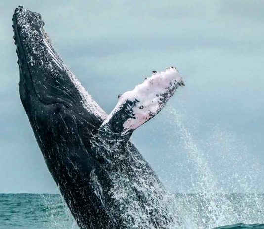 canto balene richiamo assoluto