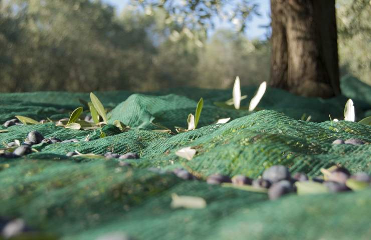 Coniugi uccisi mentre raccoglieva olive