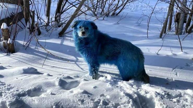 Cani blu Russia