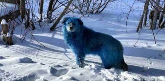 Cani blu Russia