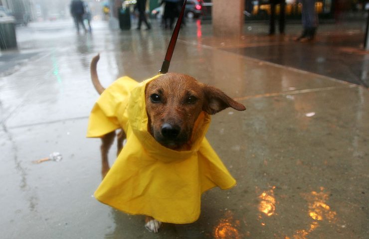 Cane sotto la pioggia 