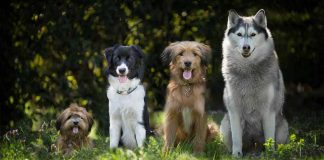 le 5 cose che i cani fanno meglio degli esseri umani