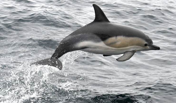 Giornata Mondiale dei delfini
