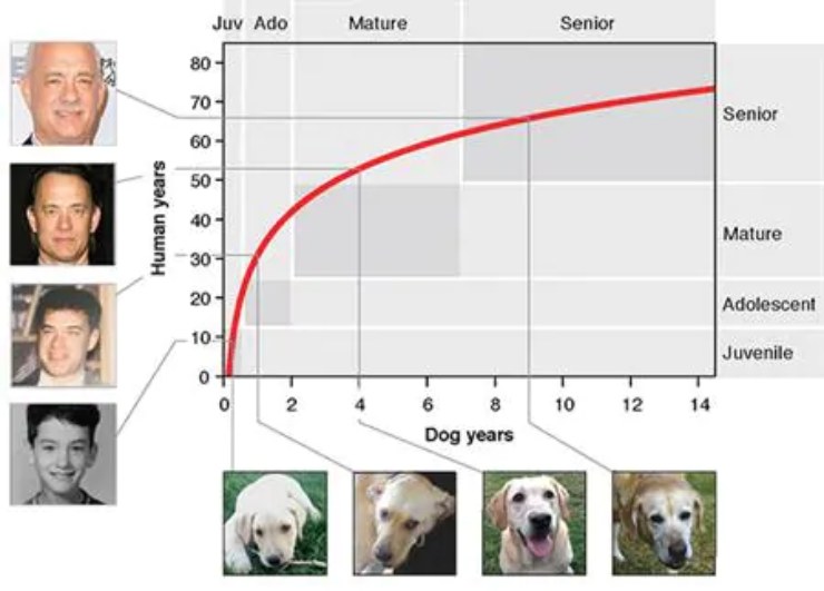 Calcolare età cani