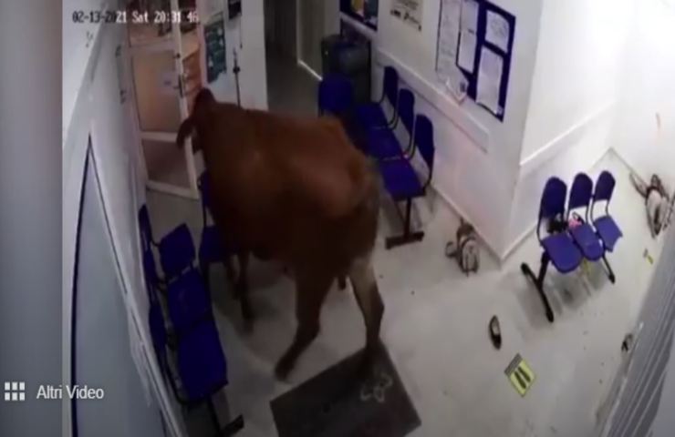 Una mucca pazza fa irruzione al pronto soccorso