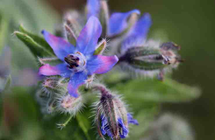 La borragine, tutte le proprietà benefiche e come usarla ...