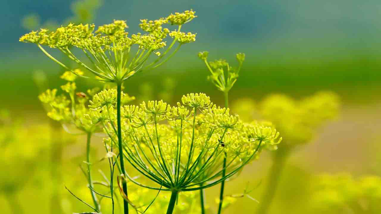 Wild fennel, all the health benefits and how to use it World Today News