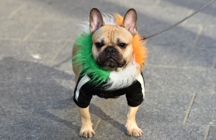 cane perché orecchie fredde cura