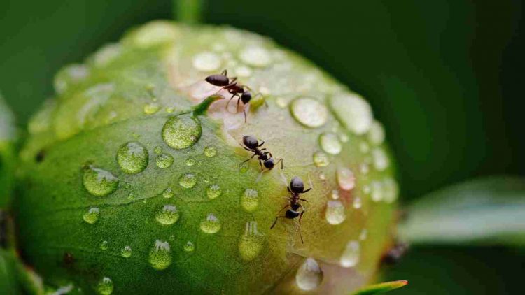 rimedi naturali formiche