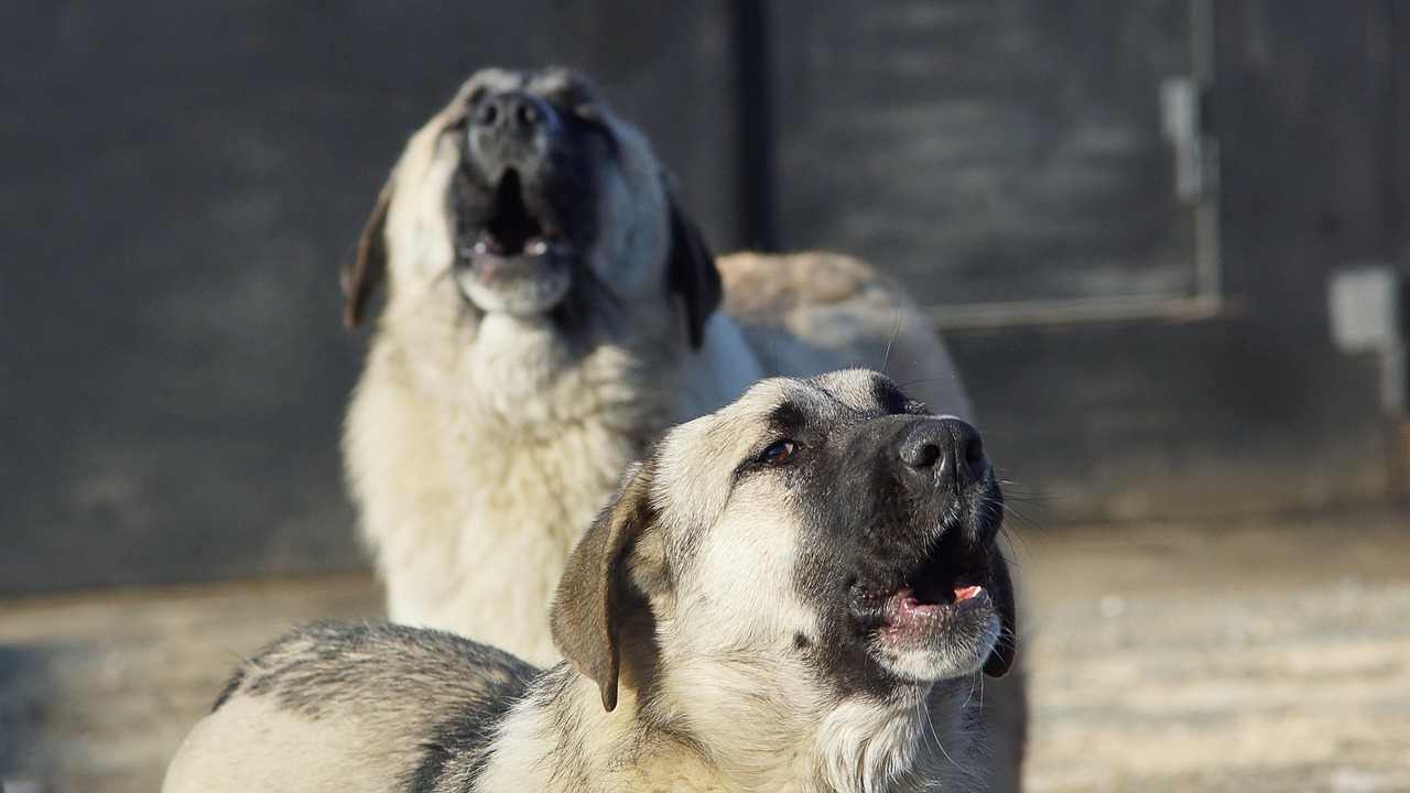 Russia bambino morto attaccato cani